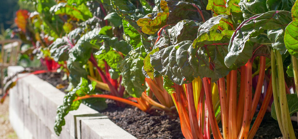 vegetable gardening cape cod